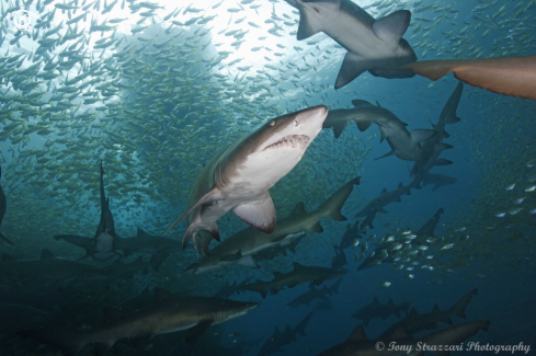 A Grey Nurse Shark (Sand Tiger, Ragged Tooth)