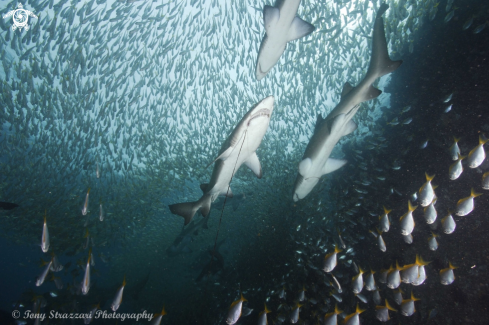 A Grey Nurse Shark (Sand Tiger, Ragged Tooth)