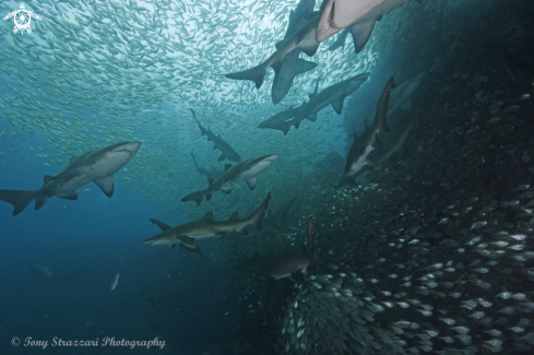 A Grey Nurse Shark (Sand Tiger, Ragged Tooth)