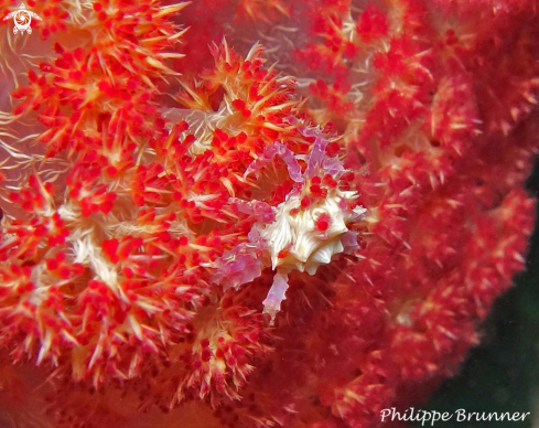 A Candy crab