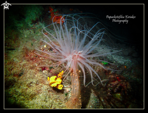 A Tuberculate night anemone  | Tuberculate night anemone 