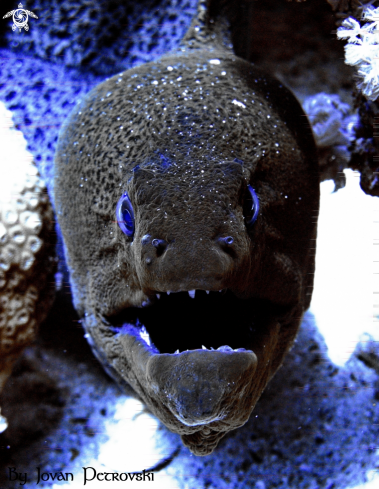 A Gymnothorax javanicus | Murina / Moray_eel.