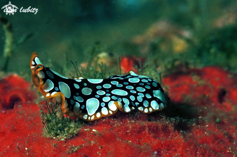 A flatworm