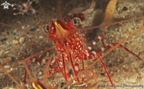 A Rhynchocinetes serratus | Serrated Hinge-Back Shrimp