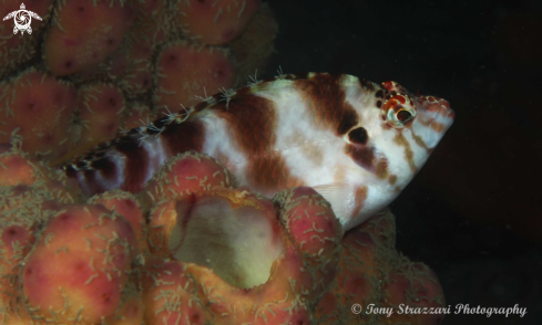 A Blotched Hawkfish