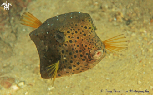 A Ostracion cubicus | Yellow boxfish