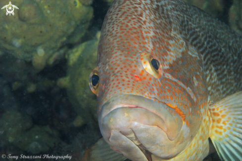 A Epinephelus undulatostriatus | Maori cod