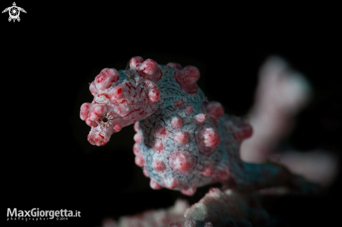 A Pigmy Sea horse Bargibanti