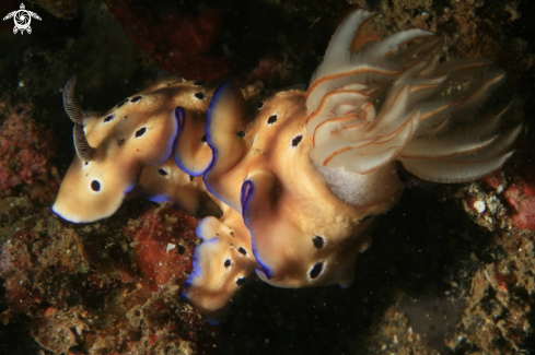 A Risbecia tryoni   | nudibranche 