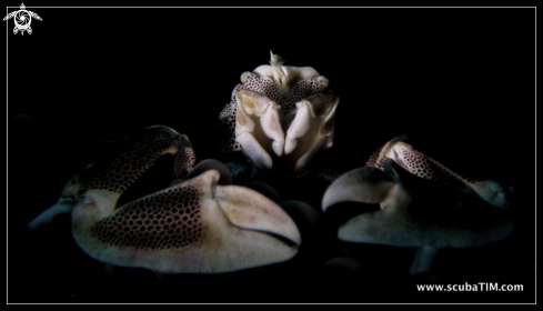 A Porcelain Crab