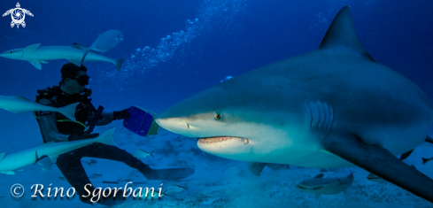 A Bull Shark