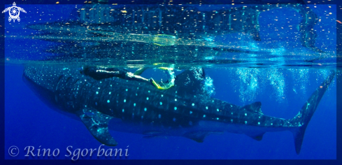 A Whale Shark