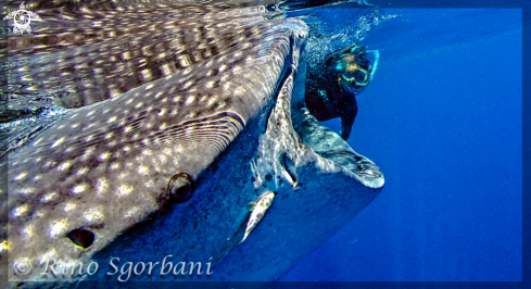 A Whale Shark