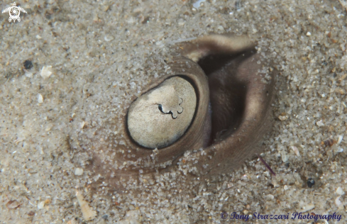 A Common Stingaree