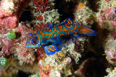 A Synchiropus splendidus | Pesce mandarino