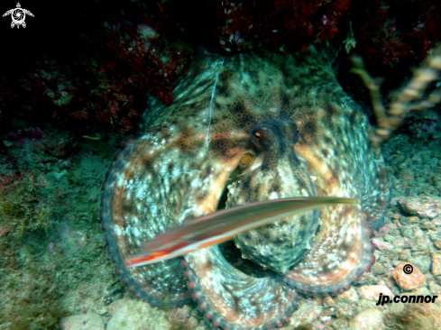 A Octopus vulgaris | Poulpe