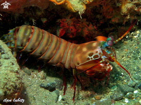 A Odontodactylus scyllarus | Mantis Shrimp