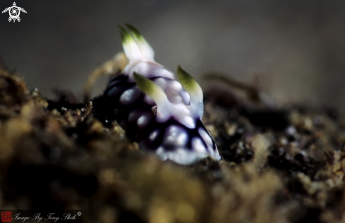 A Geometry Nudibranch