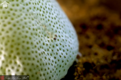 A Unknow Translucent Fish