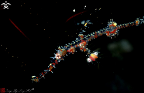 A Ornate Ghost Pipefish Juvenile