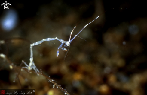 A Caprellidae sp. | Skeleton Shrimp
