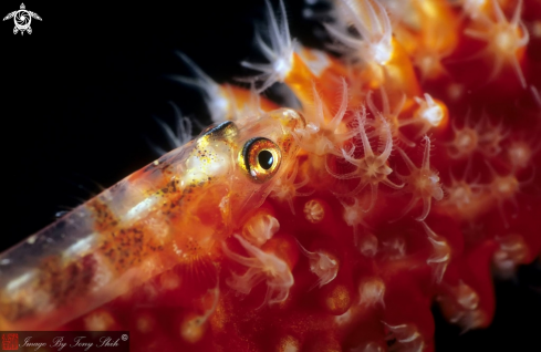 A Wire Coral Goby