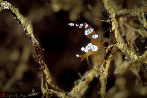 A Thor amboinensis | Broken Back Shrimp