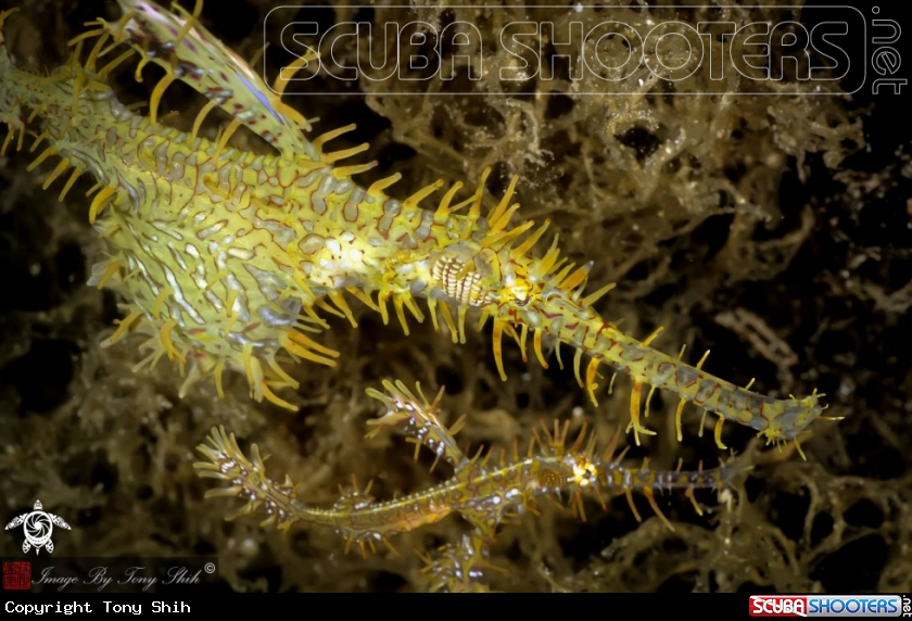 A Yellow Ornate Ghost Pipefish
