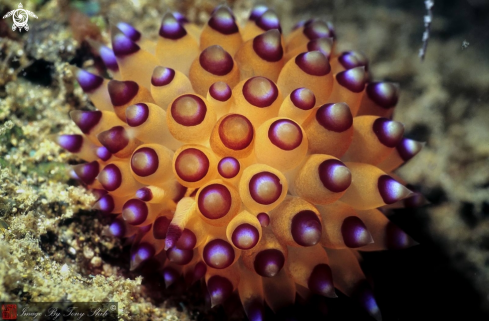 A Janolus savinkini  | Arminid Nudibranch