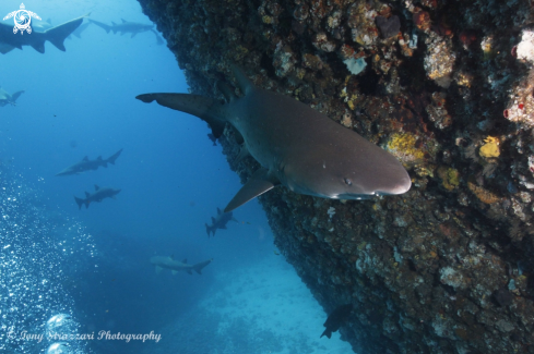 A Grey Nurse Shark (Sand Tiger, Ragged Tooth)