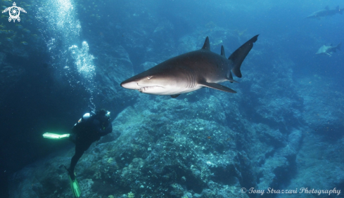 A Carcharias taurus | Grey Nurse Shark (Sand Tiger, Ragged Tooth)