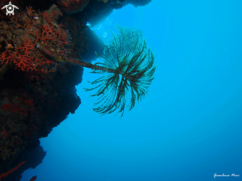 A Sabella spallanzanii | Spirografo