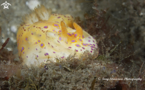 A Ceratosoma brevicaudatum | Short-Tailed Ceratosoma