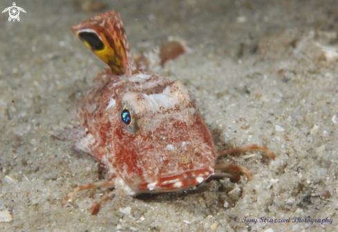 A Eastern Spiny Gurnard