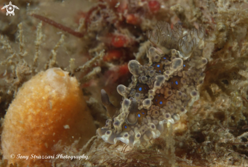 A Dendrodoris krusensternii | Krusenstern's Dendrodoris