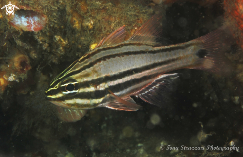 A Apogon limenus | Sydney Cardinalfish