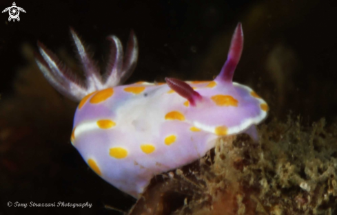 A Sweet Ceratosoma