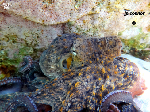 A Octopus vulgaris | Poulpe