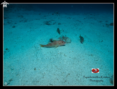 A Sithonia-Halkidiki