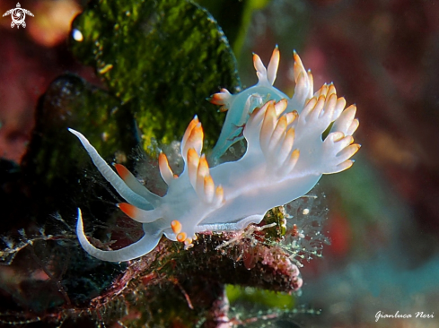 A Flabellina babai