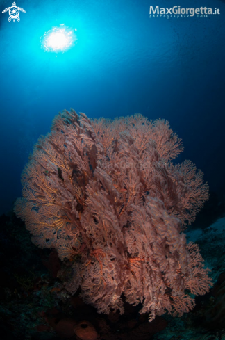 A gorgonia