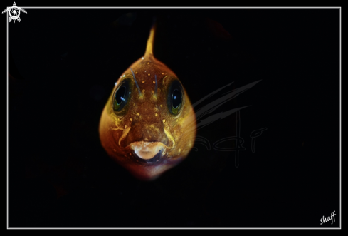 A Midas Blenny