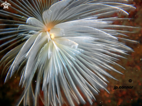 A Sabella spallanzanii | Spirographe