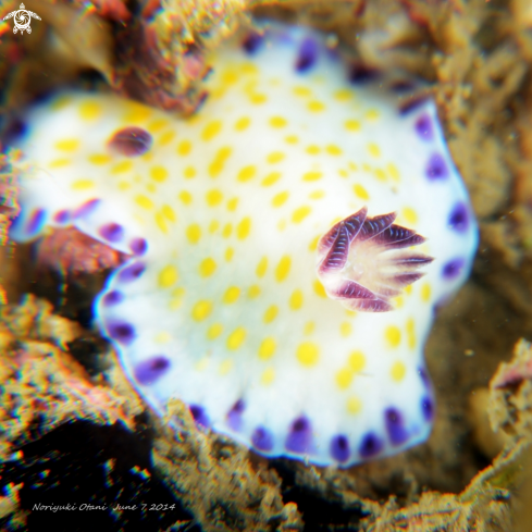 A Goniobranchus aureopurpureus | Nudi