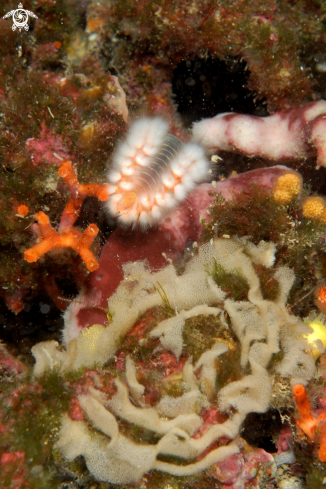 A Hermodice carunculata (Vermocane)  in predazione di uova di Nudibranco (Peltodoris atromaculata) | Vermocane