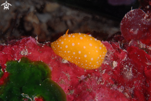 A Phyllidia flava | Nudibranco