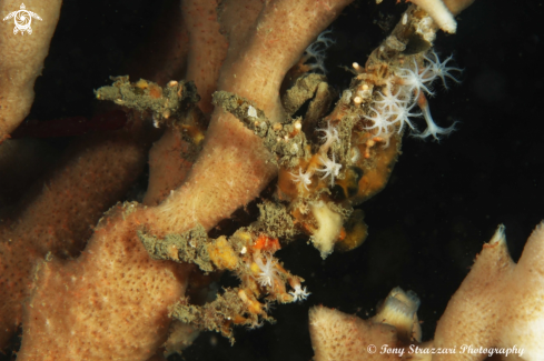 A Hyastenus elastus | Decorator crab