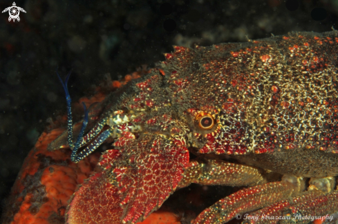 A Slipper lobster