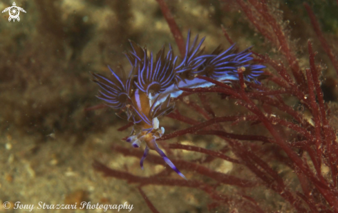 A Pteraeolidia ianthina | Blue dragon