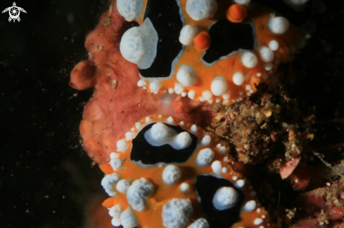 A Phyllidia ocellata | nudibranche